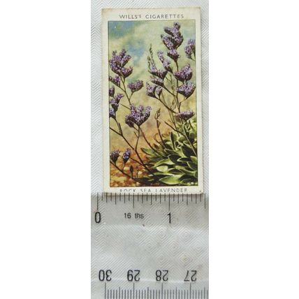 1937 Wills Wild Flowers 2nd series No. 43 Rock Sea-Lavender