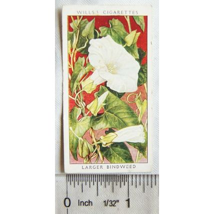 1936 Wills, Wild Flowers No. 1 Larger Bindweed