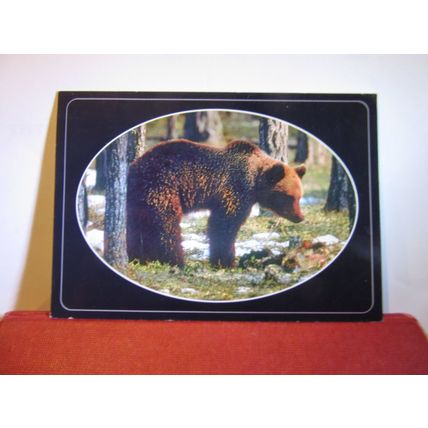BROWN BEAR, SWEDEN used postcard 2005 pm =