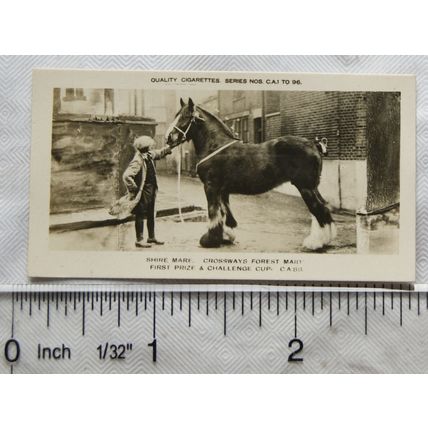 1926 Pattreiouex Real Photos Animals No. CA85 - Shire Mare Crossways Forest Maiy