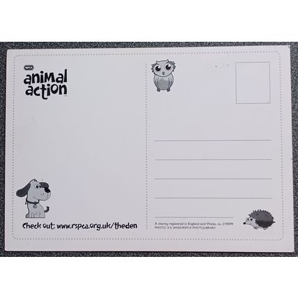 Postcard Advertising RSPCA Animal Action Pigs Unposted