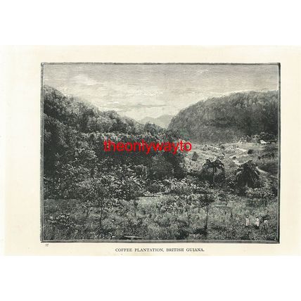 Coffee Plantation, British Guiana (Guyana), Book Illustration (Print), 1903