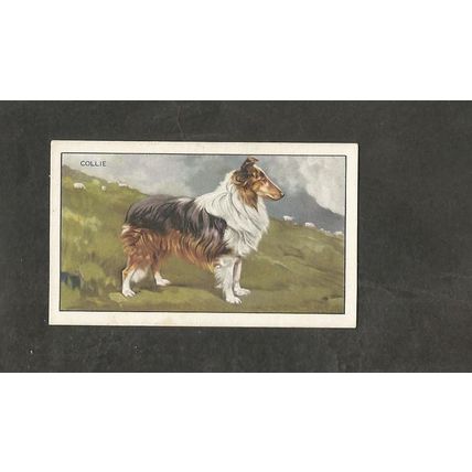 Cigarette Card Gallaher Dogs A series 1936 # 16 The Collie