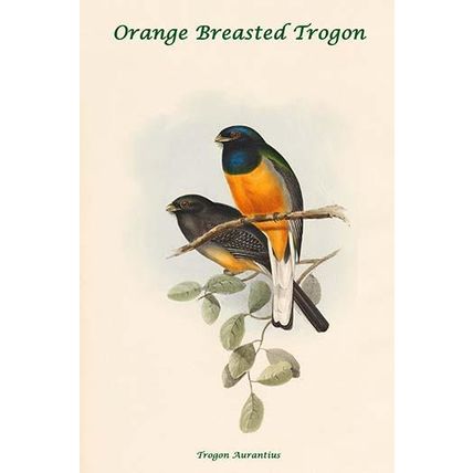 Trogon Aurantius - Orange Breasted Trogon 20 x 30 Poster
