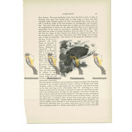 Latham's Brush Turkey, Animal Book Illustration (Print) , c1916