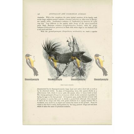 Great Black Cockatoo, Animal Book Illustration (Print) , c1916