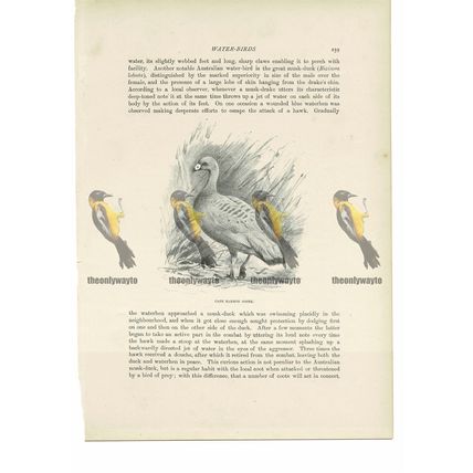 Cape Barron Goose, Animal Book Illustration (Print) , c1916