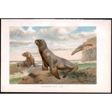 HOOKER’S SEA-LION 1894 Pierre Jacques Smit VICTORIAN CHROMOLITHOGRAPH