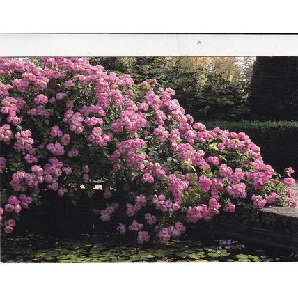 Mottisfont Abbey Garden Hampshire Postcard unused creased