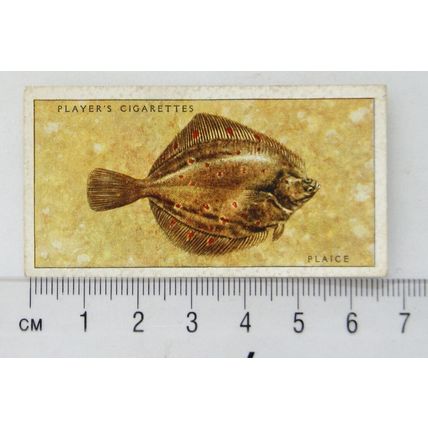1935 Players Sea Fishes No. 46 Plaice