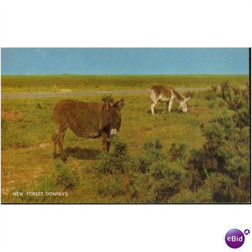GB Postcard - New Forest Donkeys, Hampshire