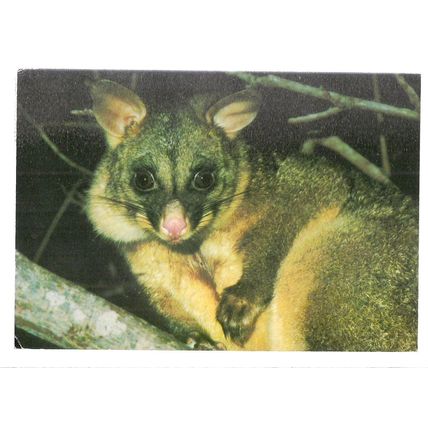 BRUSHTAILED OPOSSUM, NEW ZEALAND used postcard 1977 pm animals #