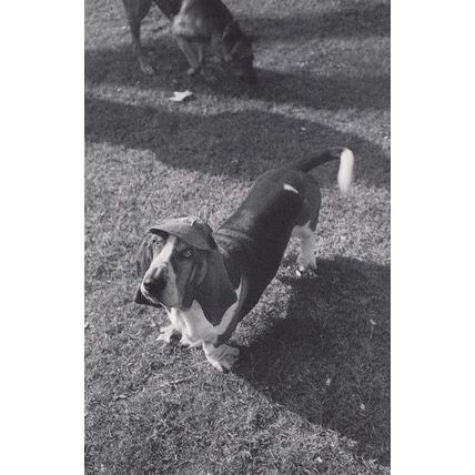 Crazy Buenos Aires Argentina Dog In Hunting Hat RPC Postcard