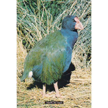 Takahe Notornis Mantelli New Zealand Rail Family Bird Postcard