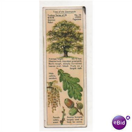 1938 Typhoo Tea trading card Trees of The Countryside No.16 Oak