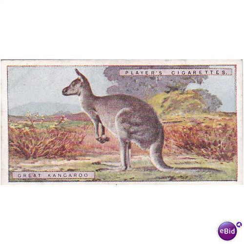 Players Natural History Card No. 24 Great Kangaroo