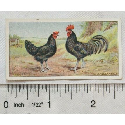 1916 Ogdens Poultry 2nd Series, No. 34 La Bresse Fowls