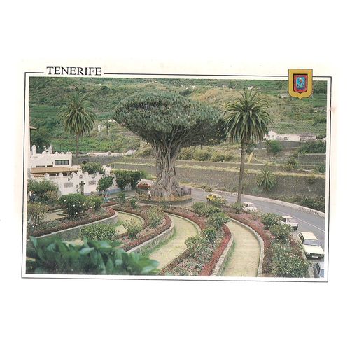 VIEW OF THE DRAGO, TENERIFE, SPAIN used postcard 1993 #