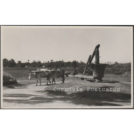 Making Gingley Oil, Madras, c.1940 - Kodak RP Postcard