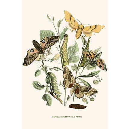 European Butterflies & Moths (Plate 83) 12 x 18 Poster