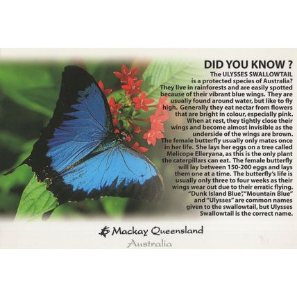 Ulysses Butterfly in Mackay Queensland Australia Postcard