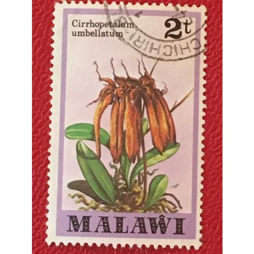 Malawi 1979 2t Cirrhopetalum Umbellatum Orchid Used SG 578 Sc 328 Stamp flower