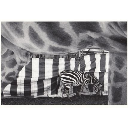 z130 Swiss Circus Zebra Opening Animal Cage Stunning Photo Postcard