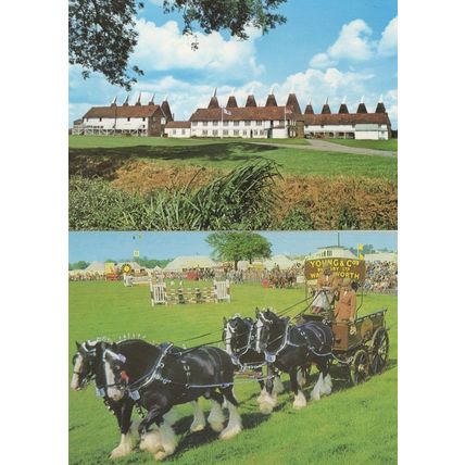 Whitbread Hop Farm In The Shire Show Ring Horses 2x Postcard s