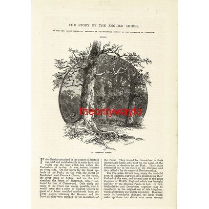Sherwood Forest, Nottinghamshire, Book Illustration (Print), 1890
