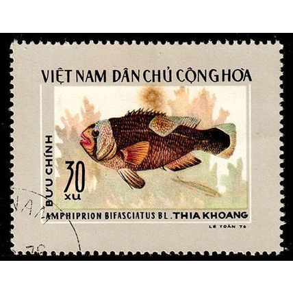 Vietnam 1976 Fish 30xu Used Stamp