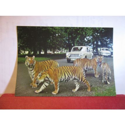 THE TIGERS, WOBURN WILD ANIMAL KINGDOM, WOBURN PARK, unused postcard. =