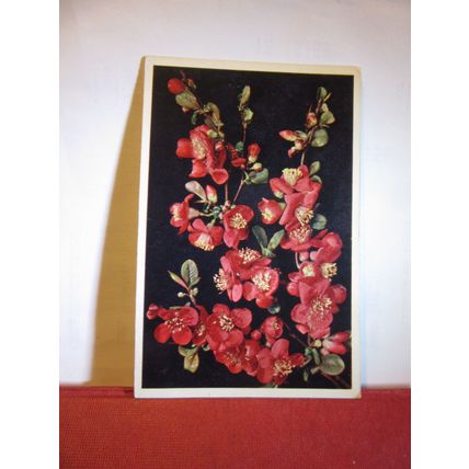 JAPONICA flowers. used postcard by J Arthur Dixon `1952 pm =