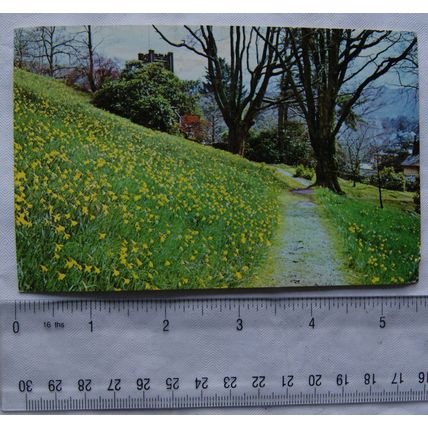1969 postcard Dora's Field, Rydal near Ambleside