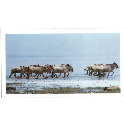 PLAYER'S GRANDEE CIGAR CARD AFRICAN WILDLIFE 1990 EXCELLENT No. 23 WILDEBEEST