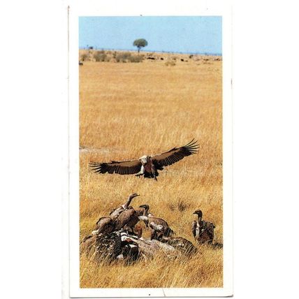PLAYER'S GRANDEE CIGAR CARD AFRICAN WILDLIFE 1990 EXCELLENT No. 24 VULTURE