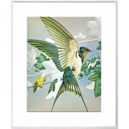 Swallow Mounted Bird Picture Print Cream 10 inch x 12 inch