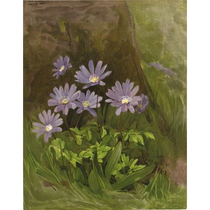 BLUE-FLOWERED ANENOMES - APENNINA 1894 Henry George Moon CHROMOLITHOGRAPH