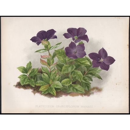 CHINESE BELLFLOWER 1894 Gertrude Hamilton - Guillaume Severeyns CHROMOLITHOGRAPH