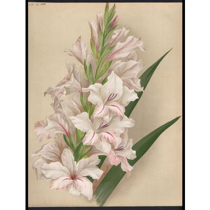 GLADIOLUS OPPOSITIFLORUS 1894 Gertrude Hamilton CHROMOLITHOGRAPH