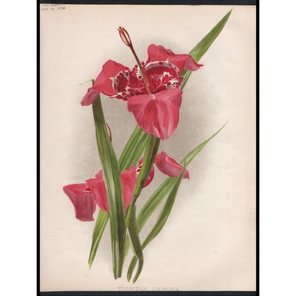 TIGRIDIAS 1894 Henry George Moon - Botany Flowers CHROMOLITHOGRAPH