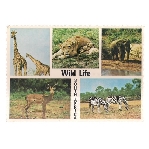 WILD LIFE, SOUTH AFRICA multiview used vintage postcard WRITTEN ON NOT POSTED =