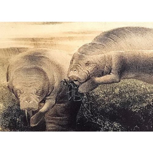 MANATEE antique Print Lithograph Animal Art Decor Orig Wall Art To Frame Gift