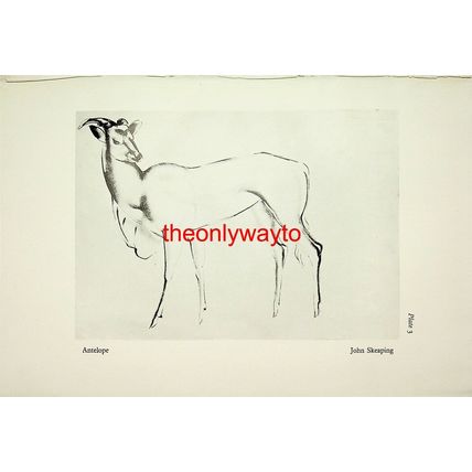 Antelope, John Skeaping, Book Illustration (Print), 1929