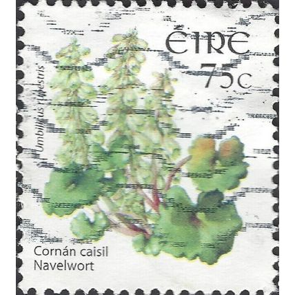 EIRE, FLOWER, Navelwort, Umbilicus rupestris, white 2006, 74c, #2
