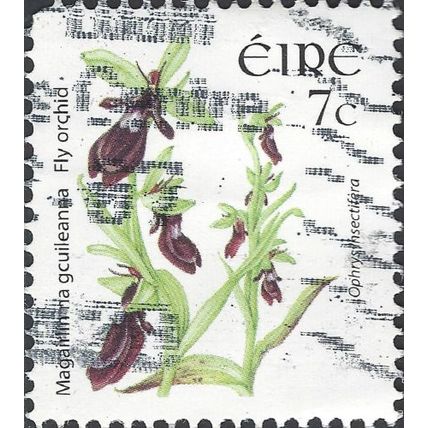 EIRE, FLOWER, Fly Orchid, Ophrys insectifera, white 2005, 7c
