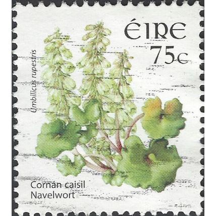 EIRE, FLOWER, Navelwort, Umbilicus rupestris, white 2006, 74c