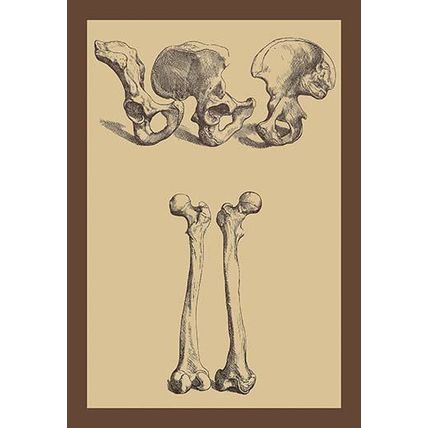 Pelvic Bones 20 x 30 Poster