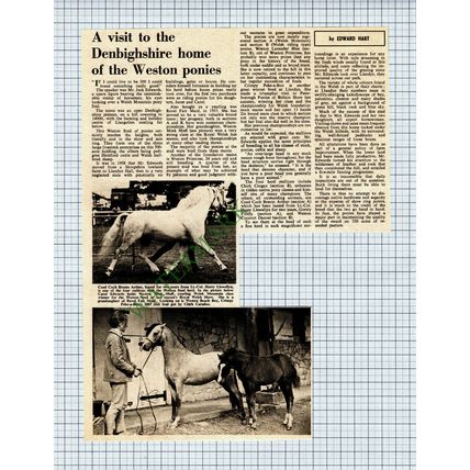 X535) Jack Edwards Carol Llandyn Hall Weston Stud Ponies - 1968 Cutting