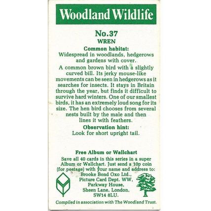 Woodland Wildlife 1980 Brooke Bond Tea Card 37 - Wren