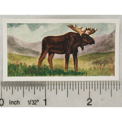 Neilson's Interesting Animals card No. 8 Moose